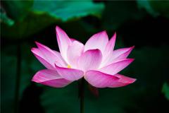 梦见花开是什么预兆