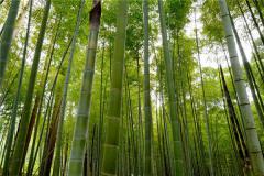 梦见砍青竹子