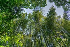 梦见竹林