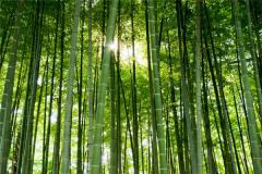梦见竹子